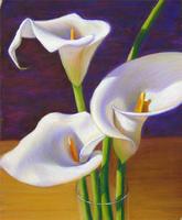 calla lilies, calla lily, spring flowers,