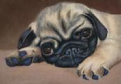 pug painting