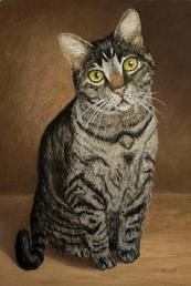 tabby cat, pet portrait, Kamalani